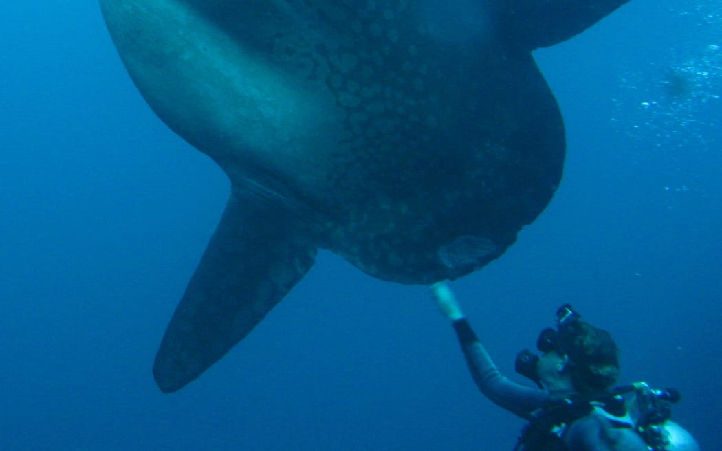 Bump-head Sunfish with Dr Marianne Nyegaard.