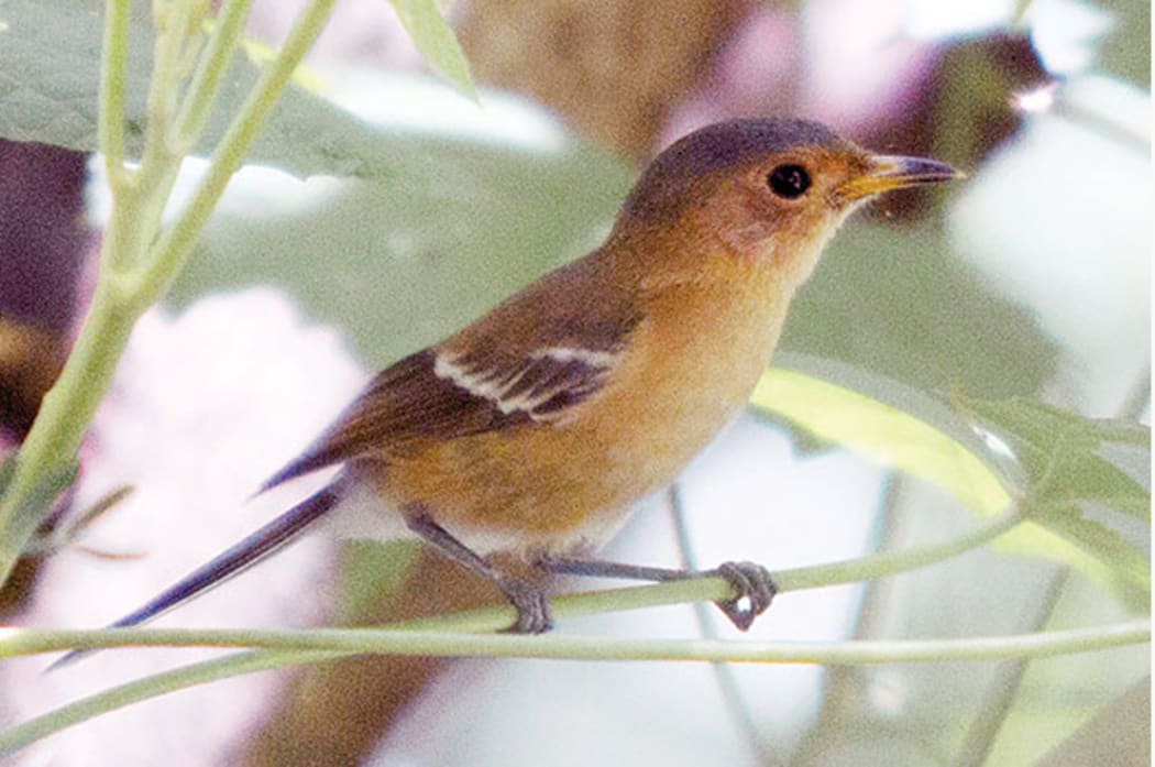 The Tinian Monarch