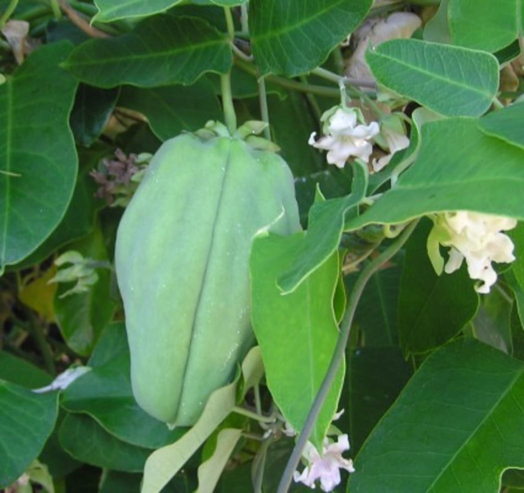 Araujia hortorum pod.