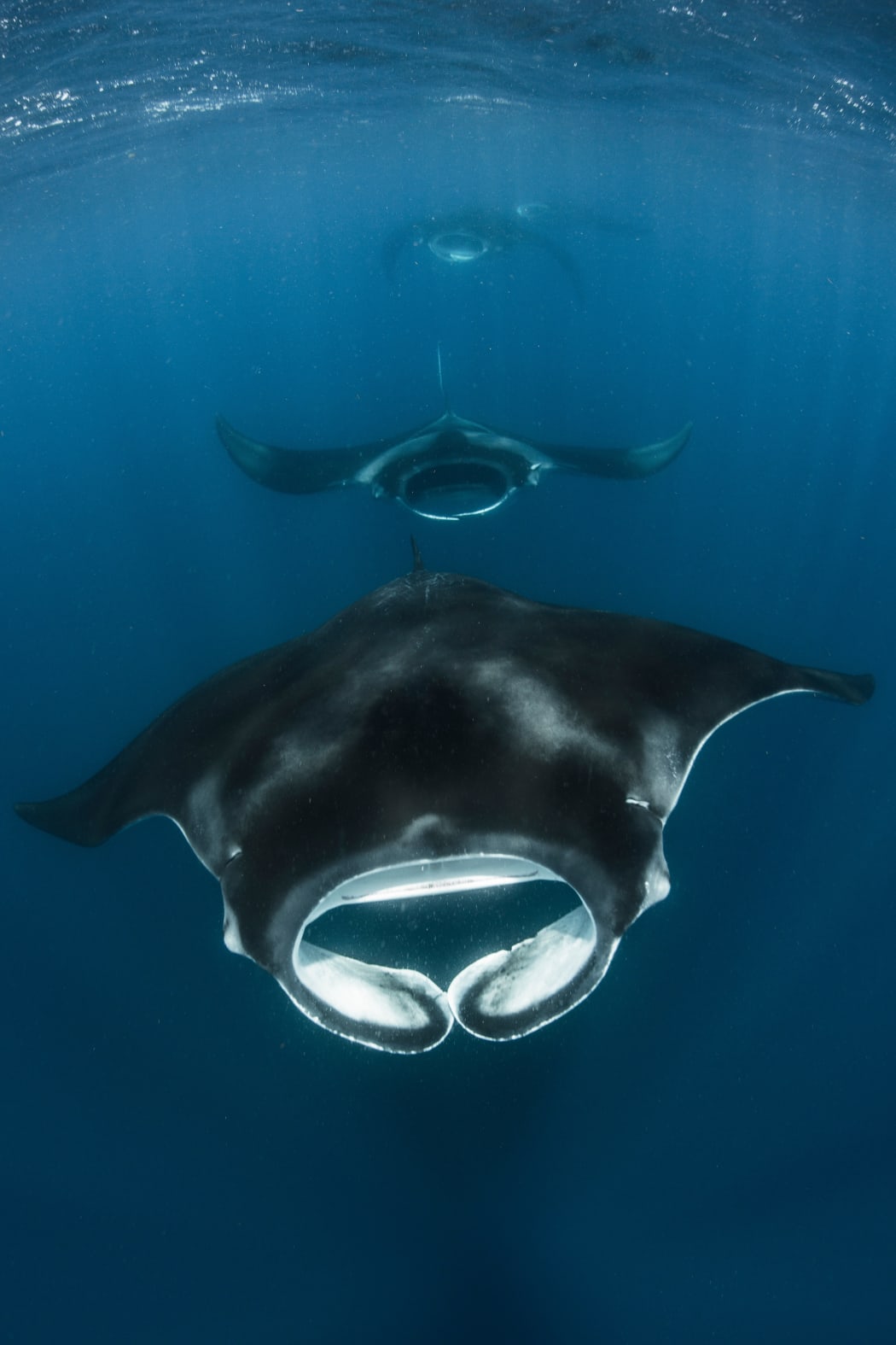 Giant Oceanic Mantra Ray.