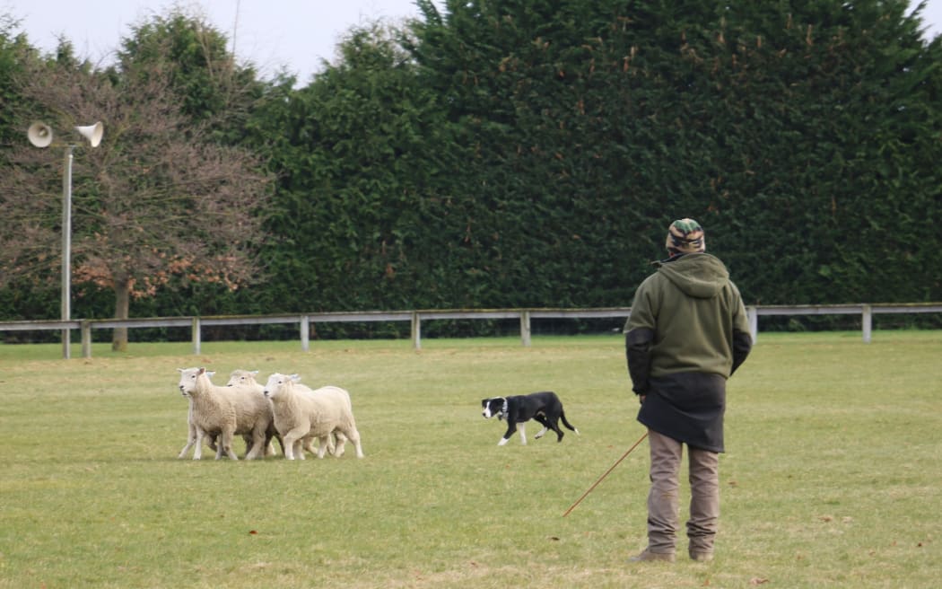 Working dog sale