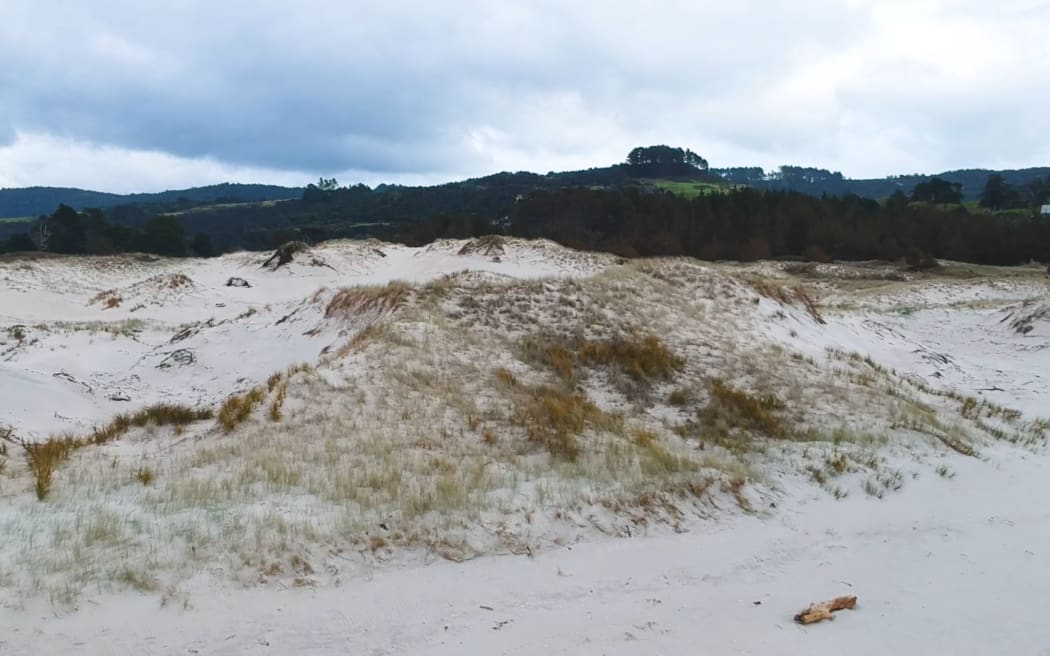 Pakiri Beach sand dunes