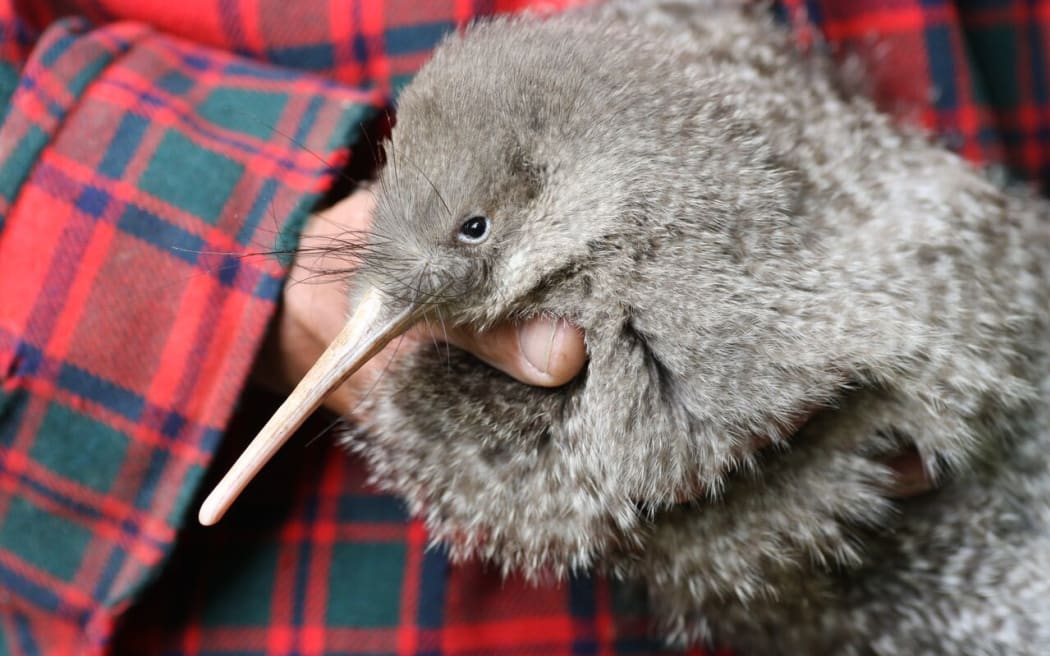 A little spotted kiwi (photo provided by Wellington's Zealandia)