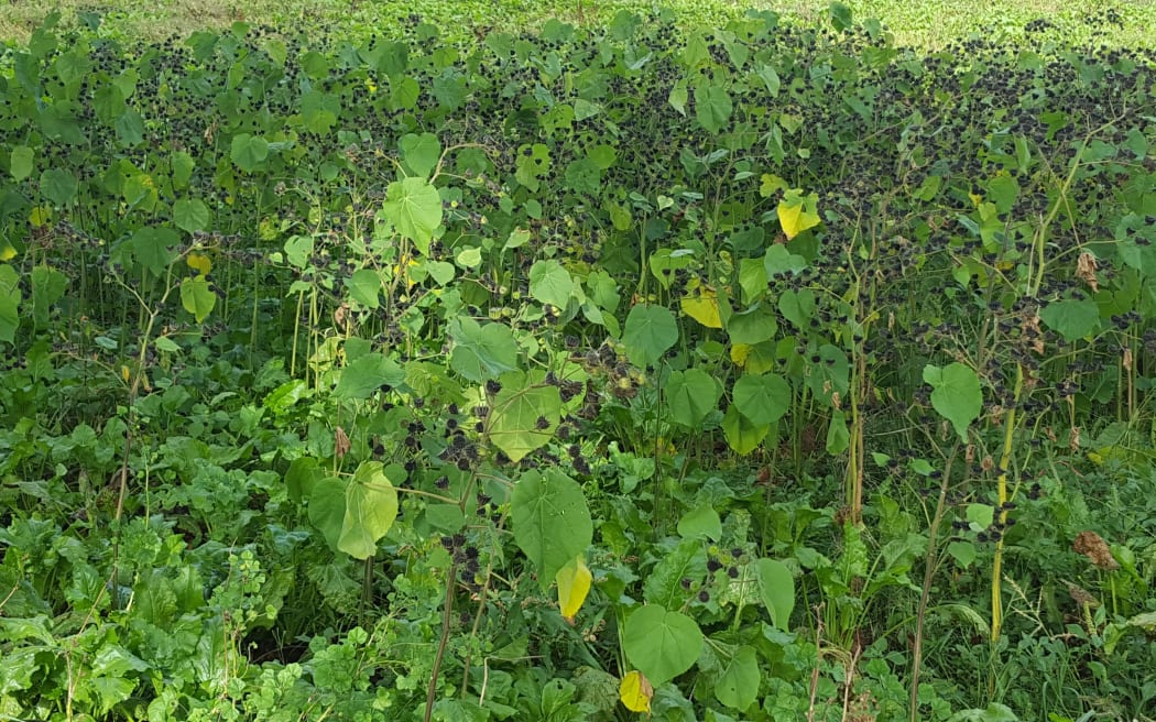 Velvetleaf