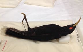 Dannevirke Gallery of History female Huia at Te Papa Museum after completed restoration work.