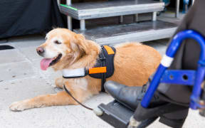 An assistance dog is trained to aid or assist an individual with a disability. Many are trained by an assistance dog organization, or by their handler, often with the help of a professional trainer.