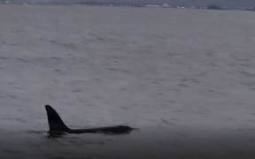 Three orca whales have been seen in Wellington Harbour on the morning on 5 April 2024.