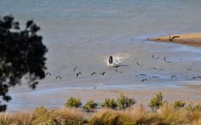 A dog chasing pied stilts and caspian terns on Omaha Beach.