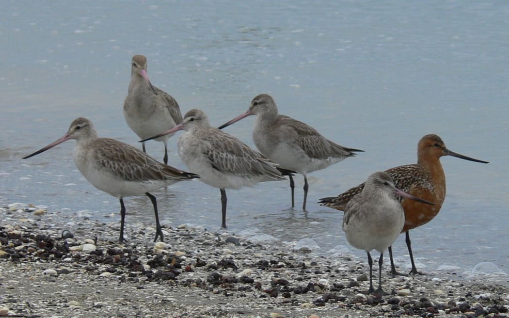 Bar-tailed godwits