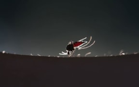mosquito
