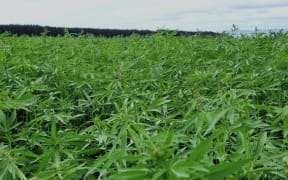 Hopefield Hemp