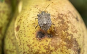 A brown marmorated stink bug on a damaged pear in Italy, where the bug has become a major pest.