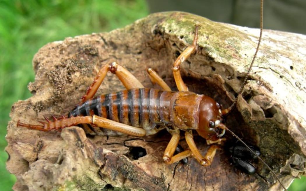 Banks Peninsula tree wētā