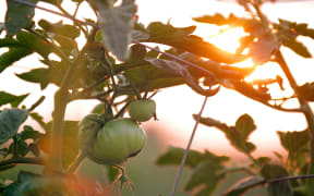 A tomato growing in a vegetable garden.