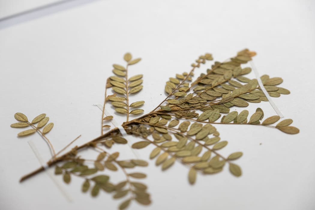 Te Papa's Toromiro specimen close-up,
