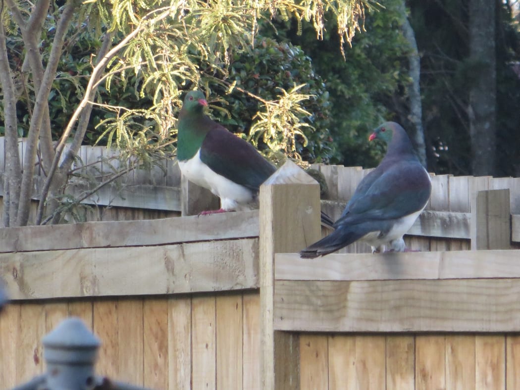 North West Wildlink