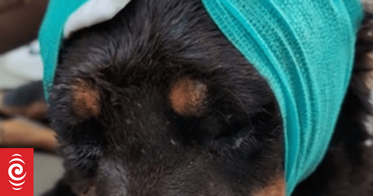 Animal cruelty concerns after incidents of 'dogs being shot', dead turtle - Vimarsana News