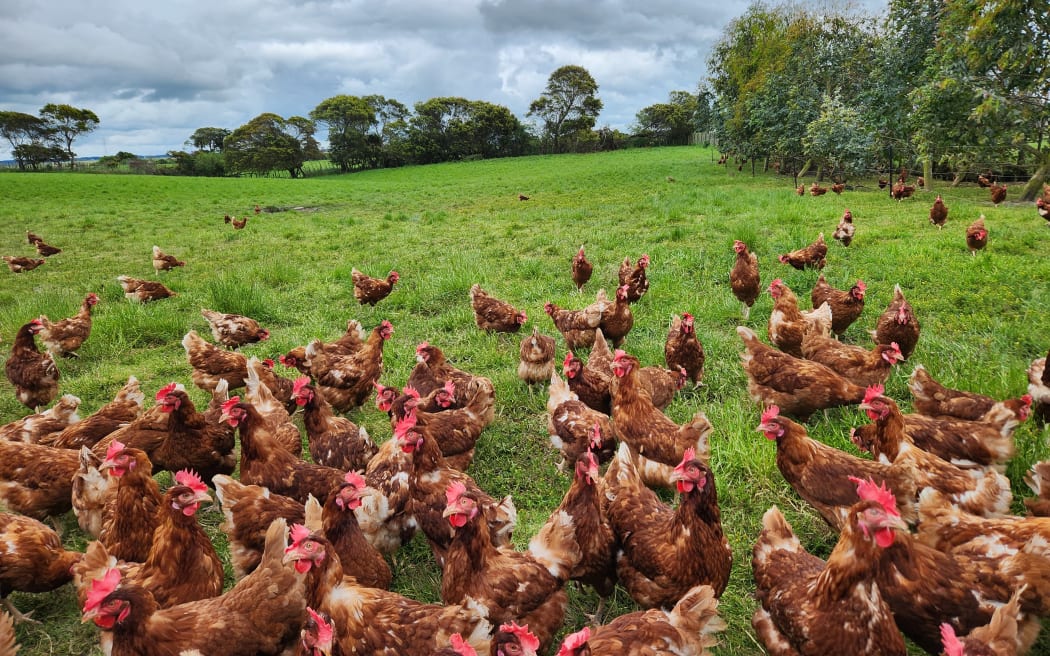 The laying hens enjoy a free-range lifestyle