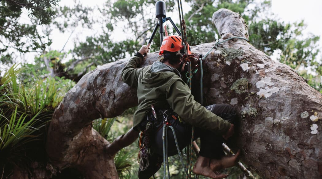 Scanning up in the canopy.