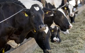 Cattle feed at a farm with its own biogas plant - designed to produce energy from manure - in Tinguiririca, Chile, in November 2014.