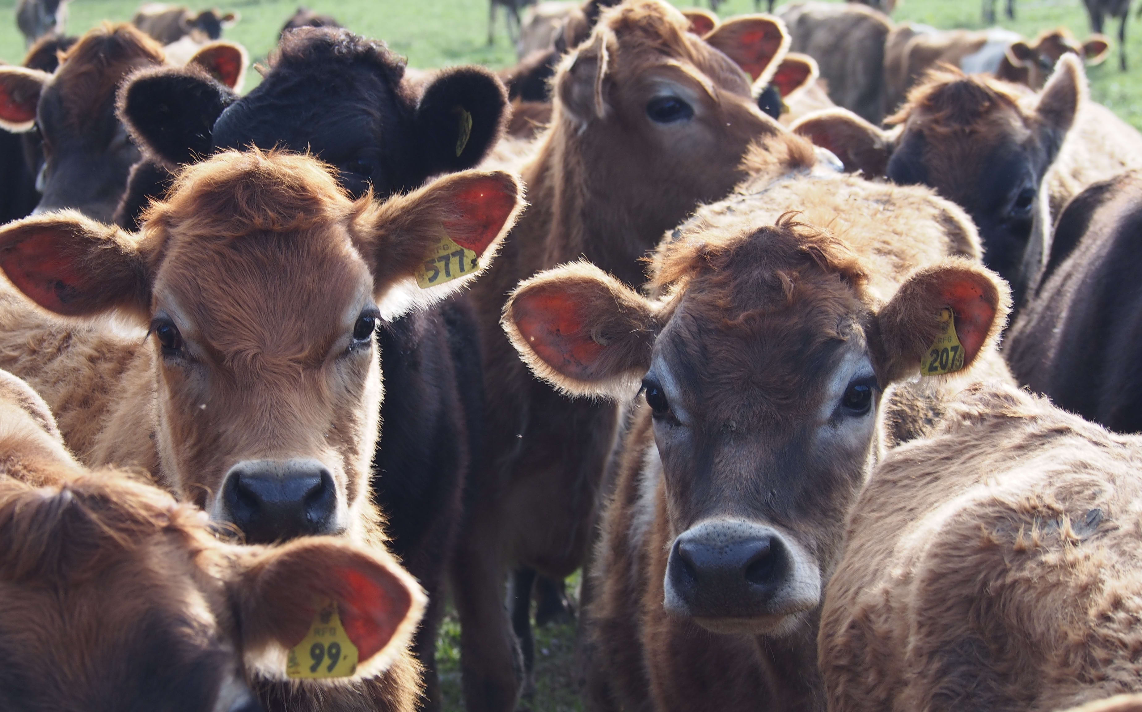 Dairy Heifers
