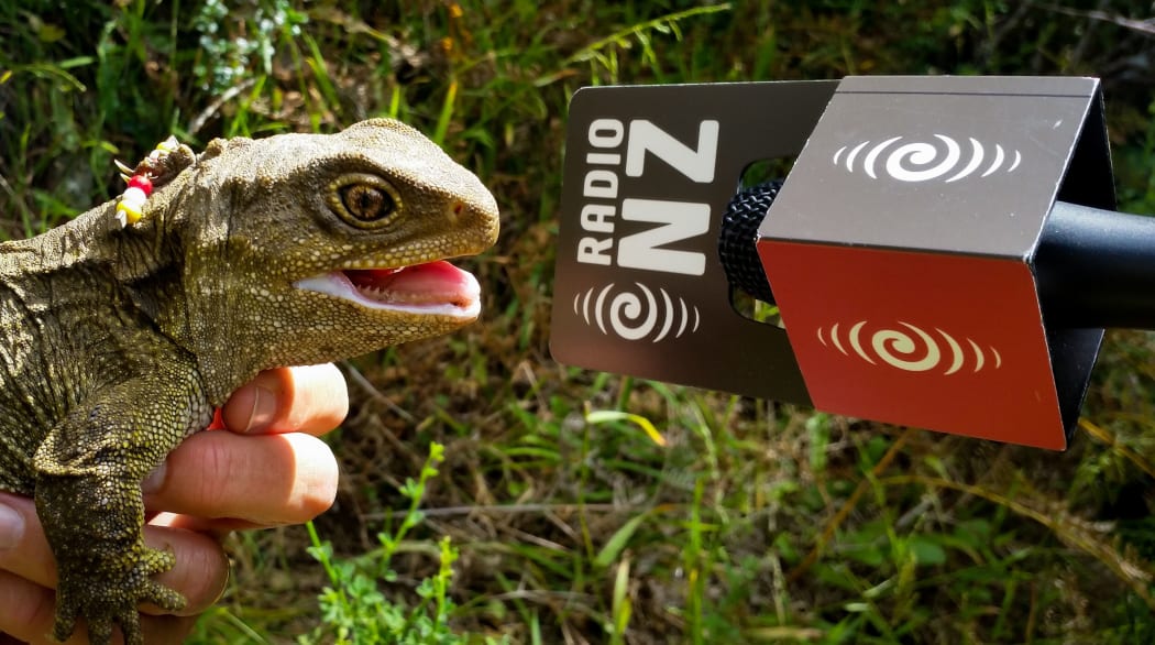 The tuatara known as 'BOB' to researchers gets close to RNZ