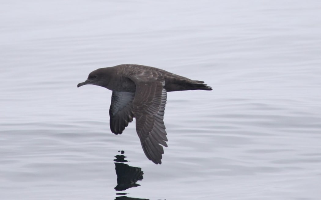 Sooty shearwaters travel huge distances across the Pacific.