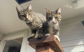 Pet cats in Nelson Tasman will need to be microchipped, registered, and desexed.