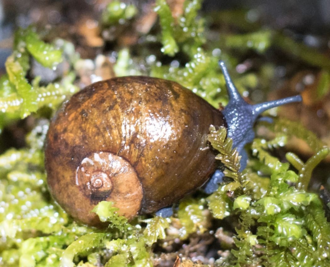 Abel Tasman Predatory Tree-climbing Snail
