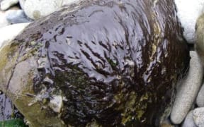 A toxic algal mat on a rock from a river.