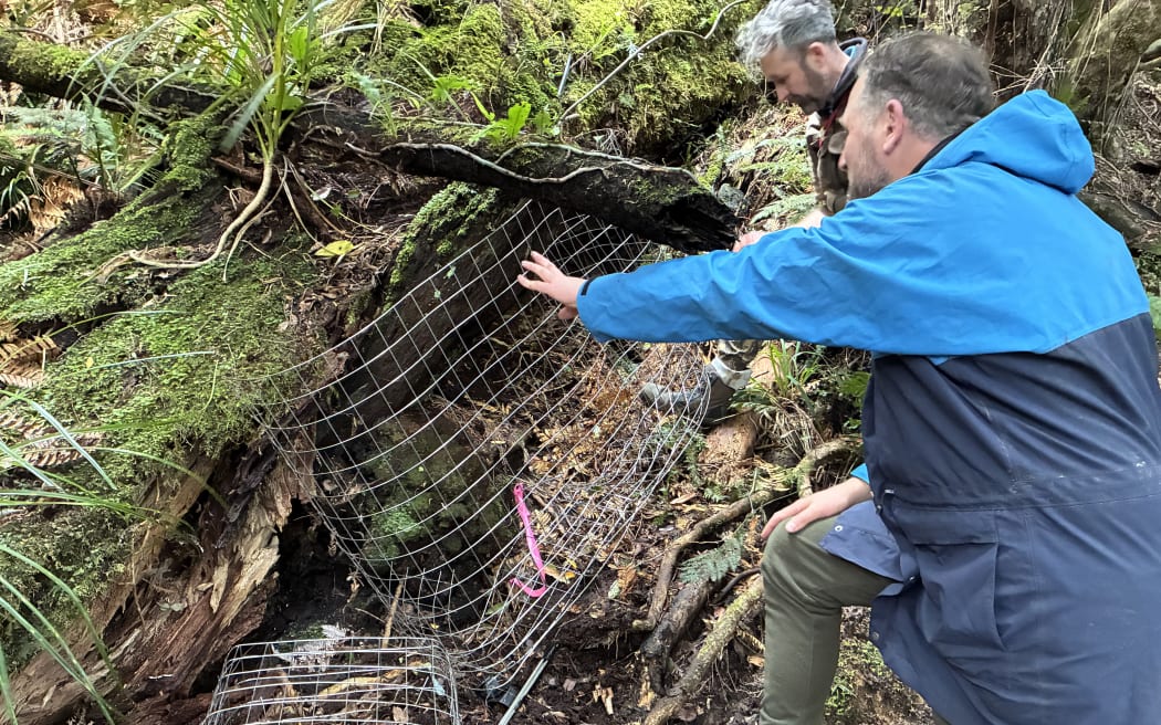 A man in a two-tone blue jacket is holding a wire mesh against a tree log, underneath is what looks like a pile of decaying forest material, but is instead te pua o te rēinga - it's been marked by a small bit of pink tape. Beside this larger wire mesh is a small cage on the ground, also over a bit of plant. Beside the person in the jacket is another person looking down at the cage.