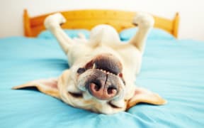 Dog is lying on back on the bed - selective focus