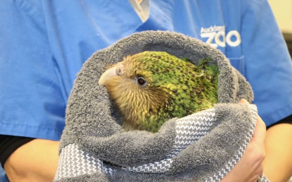 Nora 1-A died after suffering from a fungal disease, known as aspergillosis, affecting the respiratory system.