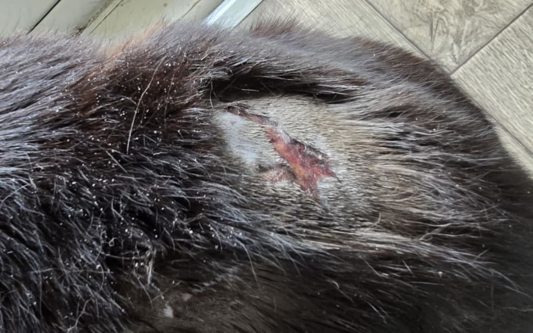 Nine lives: This 14-year-old cat is still recovering from lacerations caused by two dogs that attacked it three weeks ago in front of the owner’s two preschool daughters. (Injured cat ½)