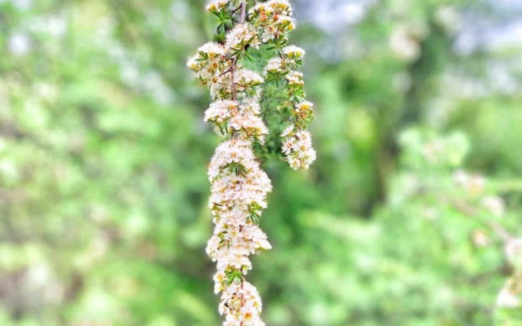 Kānuka
