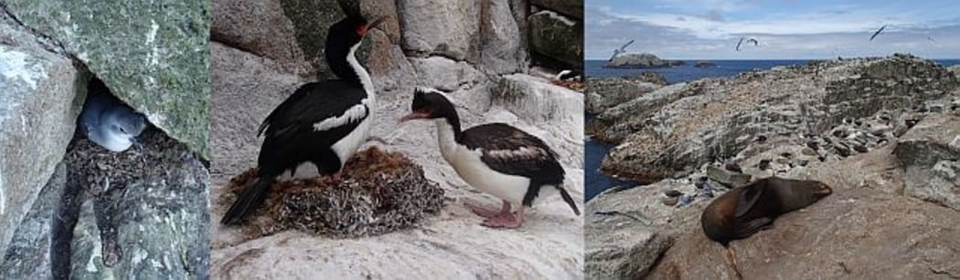 A fulmar prion (left) hiding under a rock on the Bounty Islands; Bounty Island shags (centre) in breeding colours and with a newly completed nest; and a New Zealand furseal (right).
