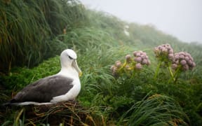 A White-Capped Albatross on Maukahuka/ Auckland Island.