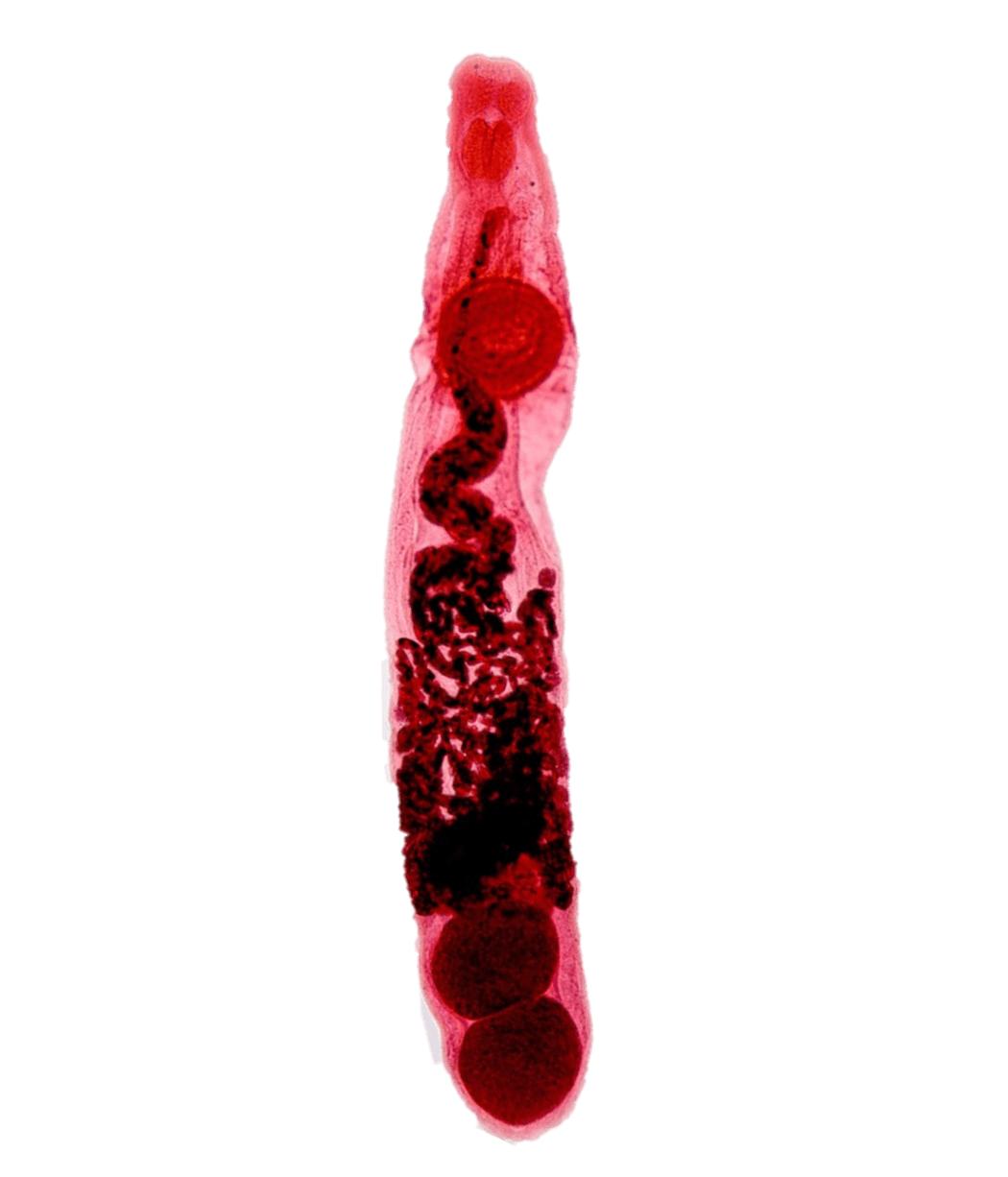 The seagull eye parasite