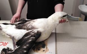 A rescued albatross