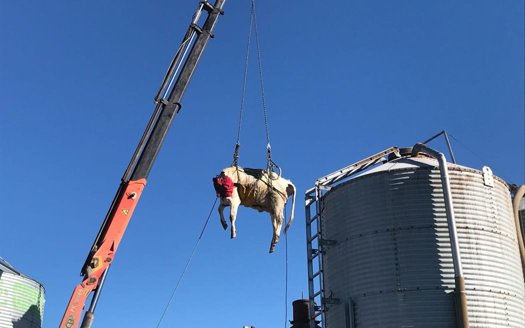 Fire and Emergency crews from Dunsandel and Burnham were called to assist a farmer and vet after a cow got stuck in the middle of a milking platform and had to be airlifted to safety.