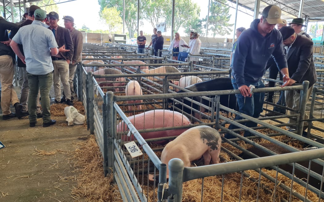Canterbury A&P Show Country Life