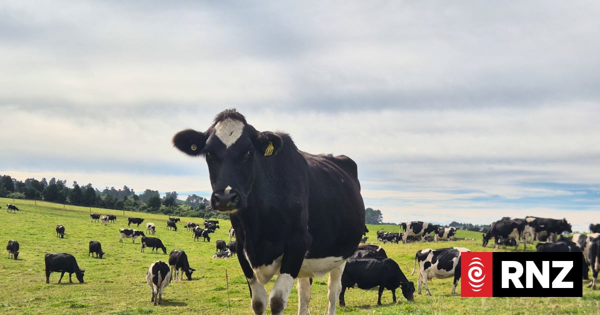 Country Life: Taranaki dairy farm's herd home