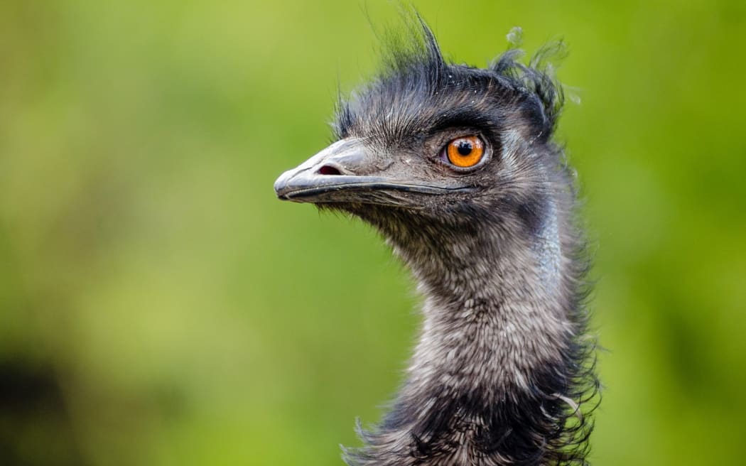 An emu