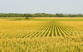 Corn, US