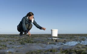 A woman squatting on a mudflat with exposed seagrass, picking up seagrass strands and transferring them to a white bucket.