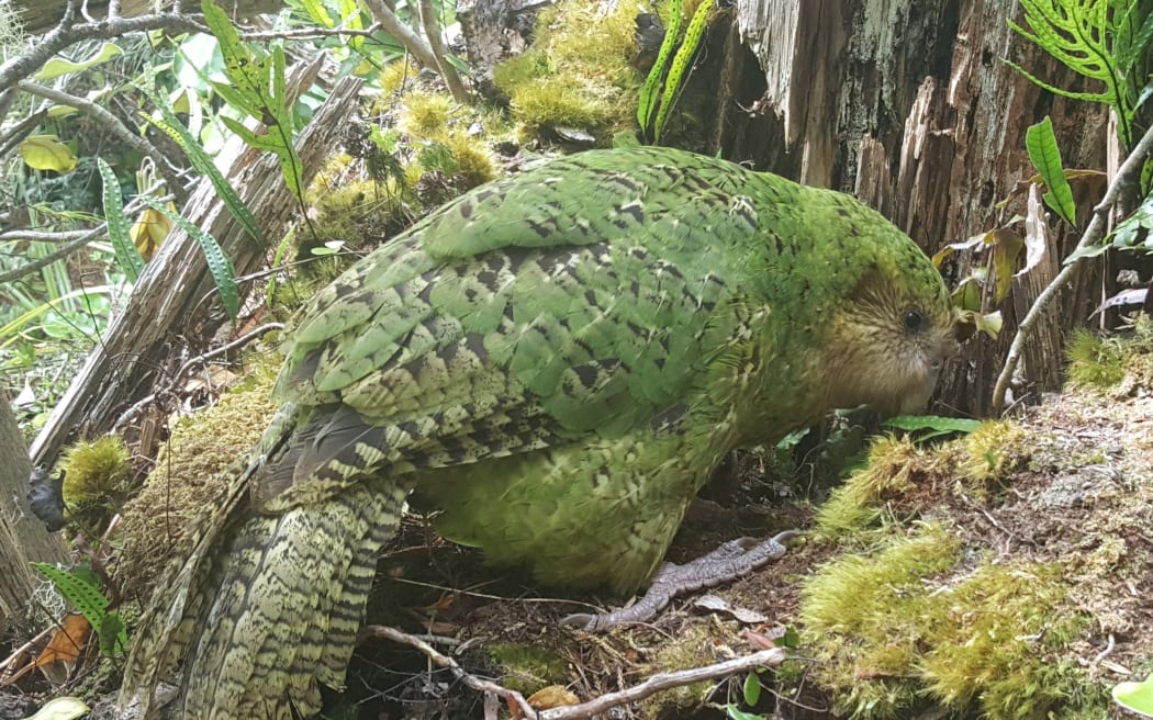 Hoki, the first-ever hand-reared kākāpō, at her nest entrance under a rotten tree. She laid infertile eggs but is looking after two foster chicks.