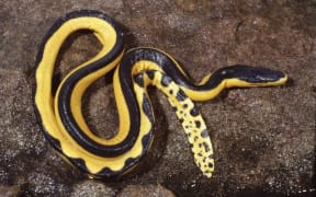 A yellow bellied sea snake