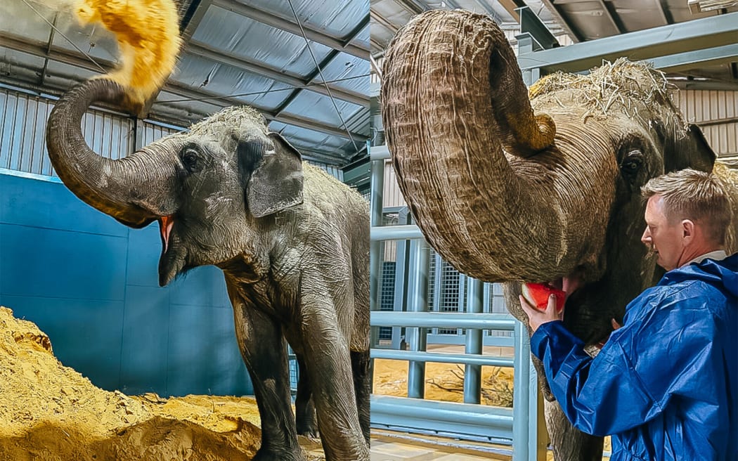 Burma in her new home at Monarto Safari Park in Australia.