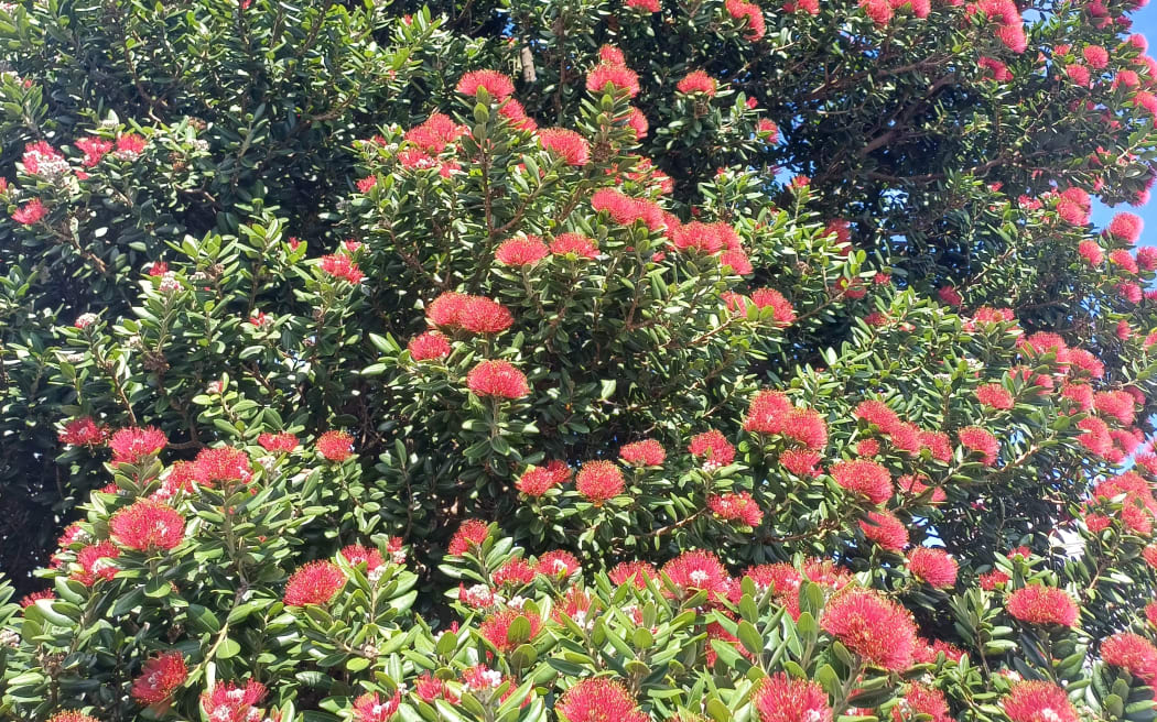 Pōhutukawa in flower.