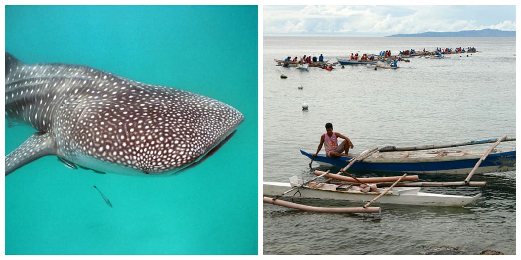 Left: a whale shark - the biggest fish in the ocean and right: whale shark tourists cluster around an area where the sharks are hand-fed in Oslob, Philippines.